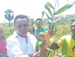 Bukan hanya ‘Omon-Omon’, SPK Buka 14 hektar Lahan Untuk Warga TTS, Setahun Hasilkan 20 Ton