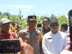 Dukung Program Swasembada Pangan, Polres Sumba Timur Panen Raya Jagung Hibrida di Kecamatan Kanantang