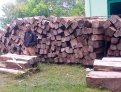 Sebut Aipda Kadek Sujarwo dan Bripka Suwarno Sutarno Tidak Terlibat Ilegal Logging, Walhi NTT Desak Polda NTT Umumkan Asal Kayu Hasil Lacak Bacak