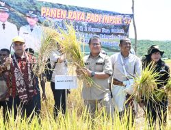 Bupati dan Ketua DPRD Kabupaten Kupang Panen Raya Padi Inpari 32 di Desa Enoraen