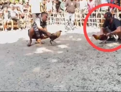 Kapolres TTS Copot dan Tahan Kanit Reskrim Polsek Mollo Utara Karena Terlibat Judi Sabung Ayam  