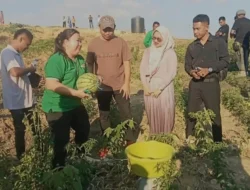 Panen Perdana 15 Ton Hortikultura, Komitmen Nyata Jane Natalia Suryanto untuk NTT