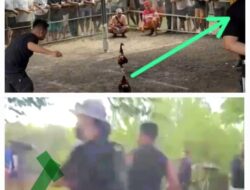 Begitu Keluar Dari Tahanan Bripka Naries Nuwa Langsung Terjun ke Lokasi Perjudian Sabung Ayam dan Bola Guling