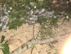 Anggota DPR RI Usman Husin Bantu 50 Ribu Bibit Kopi Untuk Petani Kabupaten Sumba Tengah