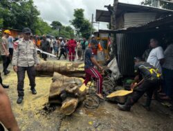 Respons Cepat Ditsamapta Polda NTT Evakuasi Pohon Tumbang Timpa Mobil di Maulafa