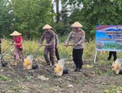 Dukung Swasembada, Polres TTU Gelar Tanam Jagung Serentak