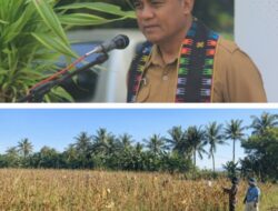 BBI Tarus Sukses Kembangkan Benih Unggul, Panen Jagung Jadi Penyemangat Baru