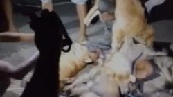 Pencuri Anjing di Oelnaibesi Desa Oeteta Babak Belur Dihajar Massa