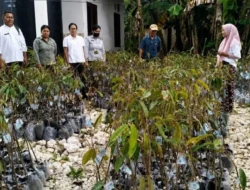 Usman Husin Perjuangkan Bantuan Durian, Petani Rote Siap Bangun Sentra Hortikultura Baru
