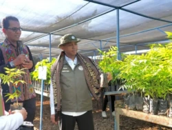 Menhut Raja Juli Antoni Pastikan Stok Bibit Fatukoa Siap Dukung Penghijauan Nasional