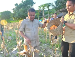 Dari Kupang Timur untuk NTT, Produksi Pangan Jadi Kekuatan Kabupaten Kupang Menuju Swasembada