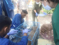 150 Kantong Darah Diburu, 50 Hewan Divaksin Rabies: Aksi Kemanusiaan Karantina NTT Dimulai
