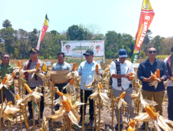 Petani Pantulan Panen 10 Ton Jagung per Hektare, Harga Rp7.000/Kg, Bupati Kupang: Jangan Takut Tanam!